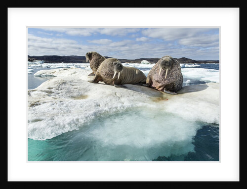 Walrus Resting on Ice in Hudson Bay, Nunavut, Canada by Anonymous
