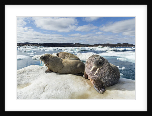 Walrus Resting on Ice in Hudson Bay, Nunavut, Canada by Anonymous