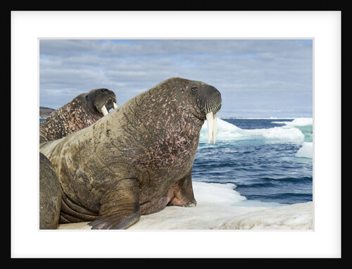 Walrus Resting on Ice in Hudson Bay, Nunavut, Canada by Anonymous