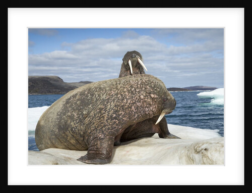 Walrus Resting on Ice in Hudson Bay, Nunavut, Canada by Anonymous