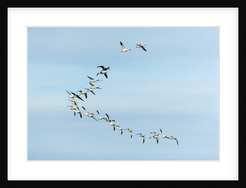 Migrating Flock of Snow Geese, Repulse Bay, Nanavut, Canada by Anonymous