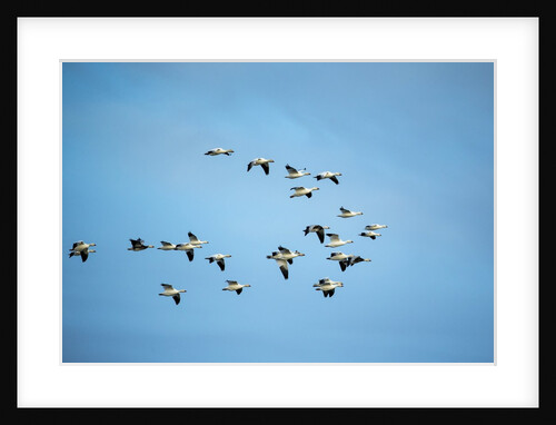 Migrating Flock of Snow Geese, Repulse Bay, Nanavut, Canada by Anonymous