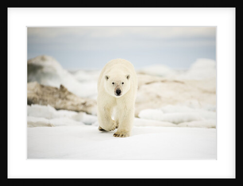 Polar Bear on Hudson Bay Sea Ice, Nunavut Territory, Canada by Anonymous