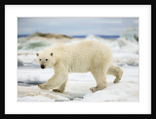 Polar Bear on Hudson Bay Sea Ice, Nunavut Territory, Canada by Anonymous