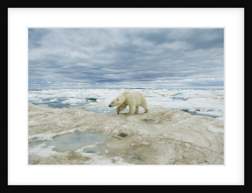 Polar Bear on Hudson Bay Sea Ice, Nunavut Territory, Canada by Anonymous