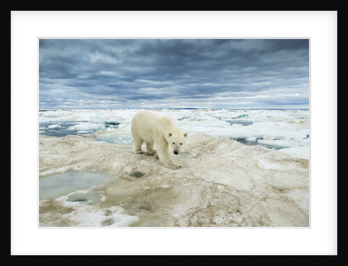 Polar Bear on Hudson Bay Sea Ice, Nunavut Territory, Canada by Anonymous