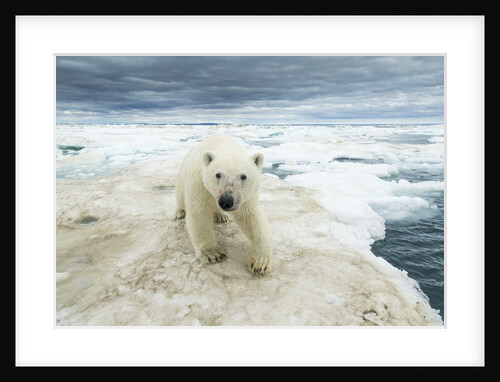 Polar Bear on Hudson Bay Sea Ice, Nunavut Territory, Canada by Anonymous