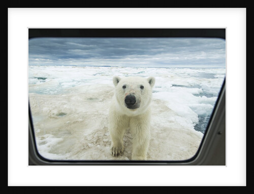 Polar Bear Looking into Boat Window, Nunavut, Canada by Anonymous