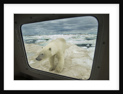 Polar Bear Looking into Boat Window, Nunavut, Canada by Anonymous