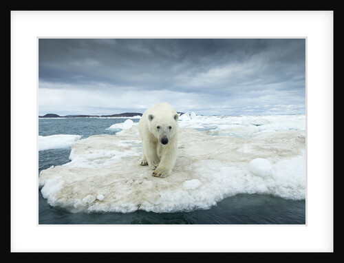 Polar Bear on Hudson Bay Pack Ice, Nunavut, Canada by Anonymous
