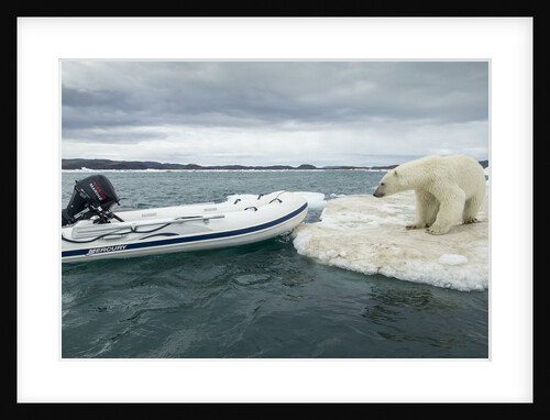 Polar Bear on Hudson Bay Pack Ice, Nunavut, Canada by Anonymous