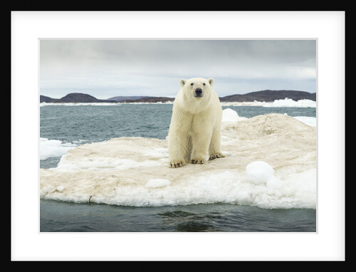Polar Bear on Hudson Bay Pack Ice, Nunavut, Canada by Anonymous