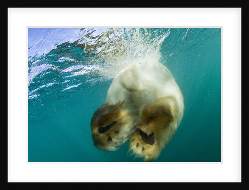 Underwater View of Swimming Polar Bear, Nunavut, Canada by Anonymous