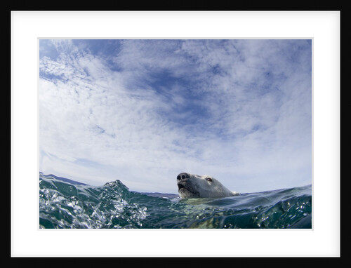 Polar Bear Swimming in Hudson Bay, Nunavut, Canada by Anonymous