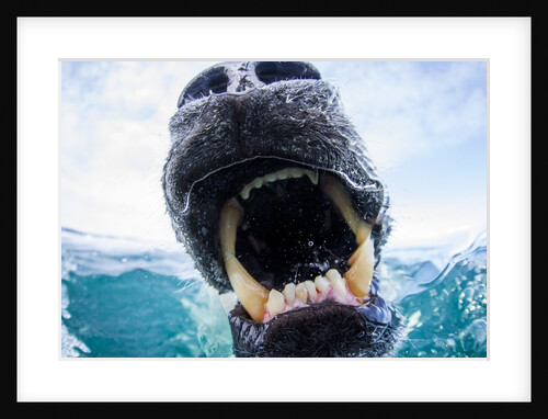 Polar Bear Biting Underwater Camera Dome, Nunavut, Canada by Anonymous