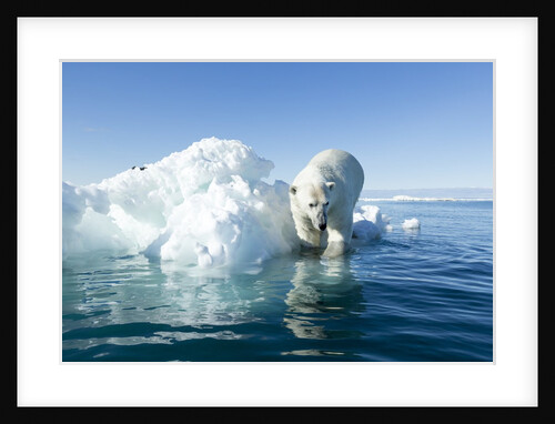 Polar Bear on Iceberg, Hudson Bay, Nunavut, Canada by Anonymous