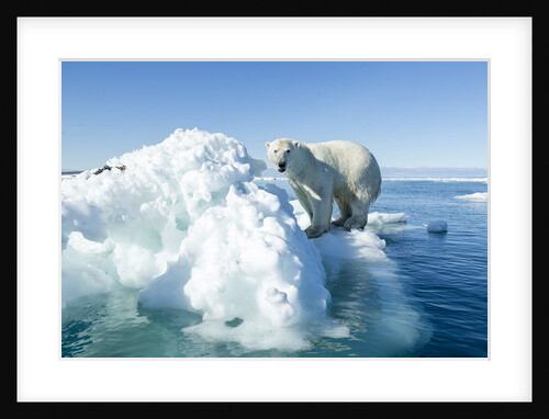 Polar Bear on Iceberg, Hudson Bay, Nunavut, Canada by Anonymous