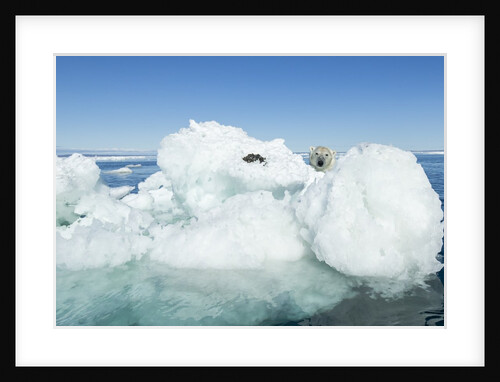 Polar Bear on Iceberg, Hudson Bay, Nunavut, Canada by Anonymous