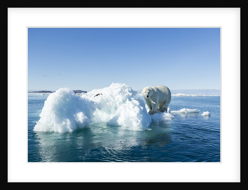 Polar Bear on Iceberg, Hudson Bay, Nunavut, Canada by Anonymous