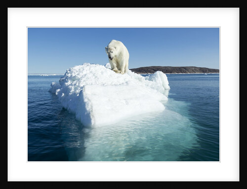 Polar Bear on Iceberg, Hudson Bay, Nunavut, Canada by Anonymous