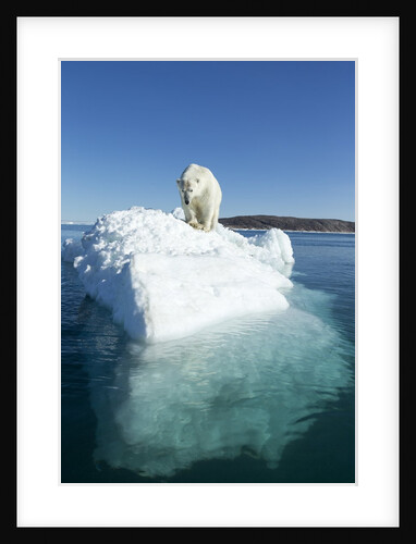 Polar Bear on Iceberg, Hudson Bay, Nunavut, Canada by Anonymous