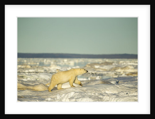 Polar Bear on Pack Ice, Hudson Bay, Nunavut, Canada by Anonymous