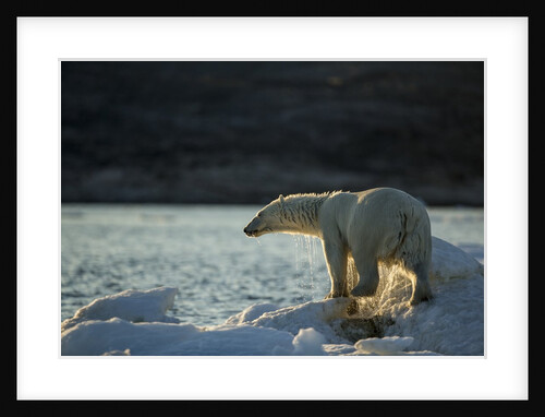 Polar Bear on Iceberg in Hudson Bay, Nunavut, Canada by Anonymous