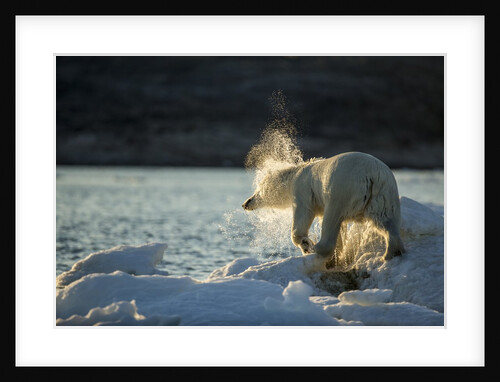 Polar Bear on Iceberg in Hudson Bay, Nunavut, Canada by Anonymous