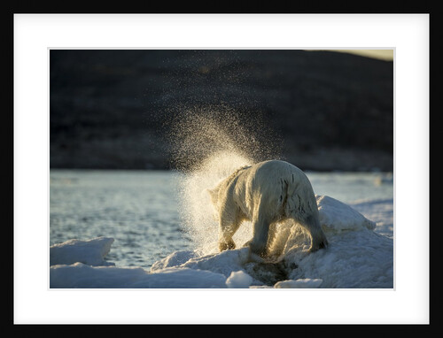 Polar Bear on Iceberg in Hudson Bay, Nunavut, Canada by Anonymous