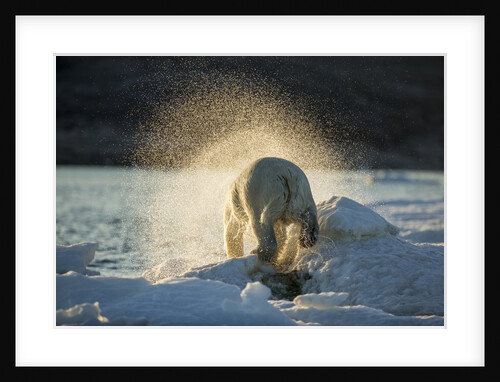 Polar Bear on Iceberg in Hudson Bay, Nunavut, Canada by Anonymous