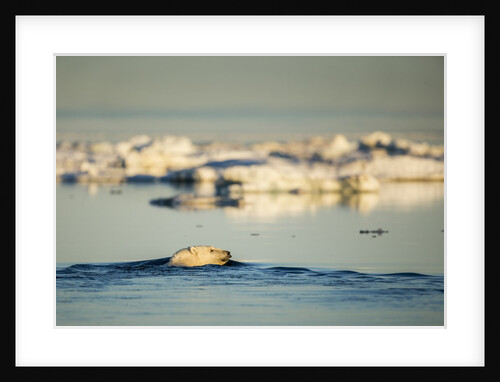 Polar Bear Swimming in Hudson Bay, Nunavut, Canada by Anonymous