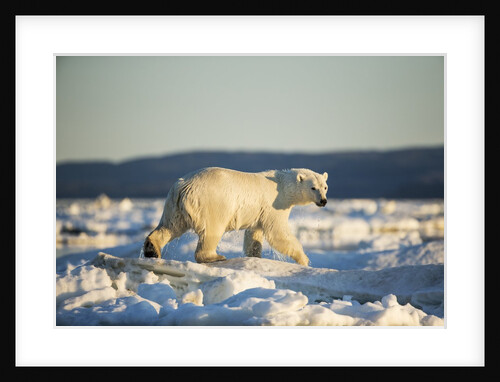Polar Bear on Sea Ice, Hudson Bay, Nunavut, Canada by Anonymous