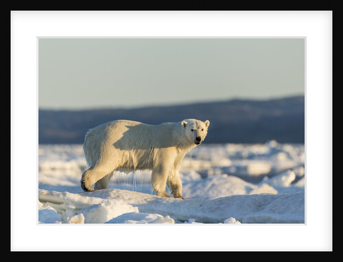 Polar Bear on Sea Ice, Hudson Bay, Nunavut, Canada by Anonymous