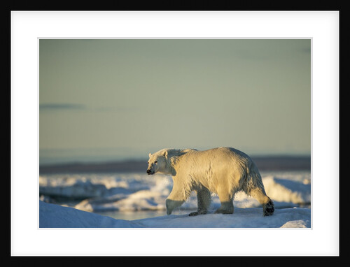 Polar Bear on Sea Ice, Hudson Bay, Nunavut, Canada by Anonymous