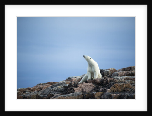 Polar Bear on Harbour Islands, Hudson Bay, Nunavut, Canada by Anonymous