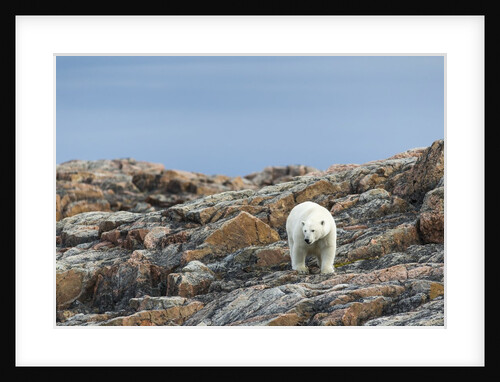 Polar Bear on Harbour Islands, Hudson Bay, Nunavut, Canada by Anonymous