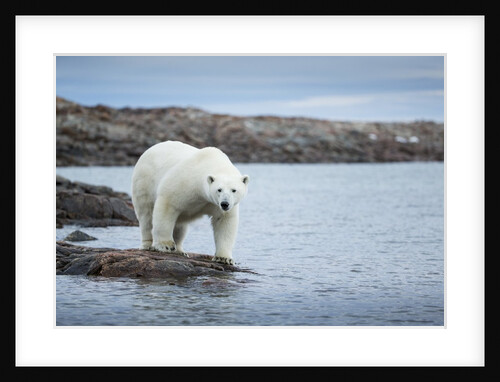 Polar Bear on Harbour Islands, Hudson Bay, Nunavut, Canada by Anonymous