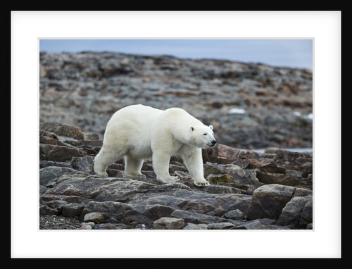 Polar Bear on Harbour Islands, Hudson Bay, Nunavut, Canada by Anonymous