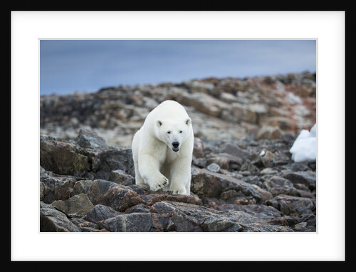 Polar Bear on Harbour Islands, Hudson Bay, Nunavut, Canada by Anonymous