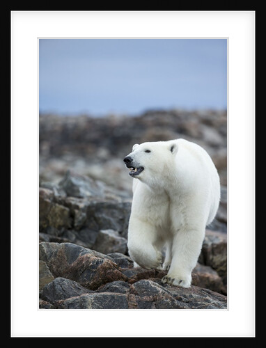 Polar Bear on Harbour Islands, Hudson Bay, Nunavut, Canada by Anonymous
