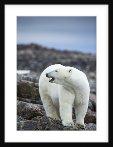 Polar Bear on Harbour Islands, Hudson Bay, Nunavut, Canada by Anonymous