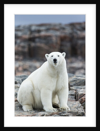 Polar Bear on Harbour Islands, Hudson Bay, Nunavut, Canada by Anonymous