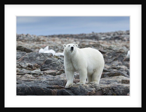 Polar Bear on Harbour Islands, Hudson Bay, Nunavut, Canada by Anonymous