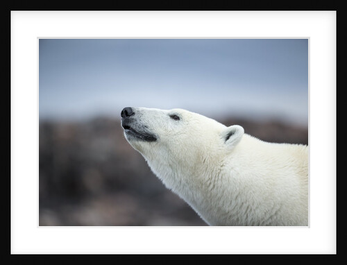 Polar Bear on Harbour Islands, Hudson Bay, Nunavut, Canada by Anonymous