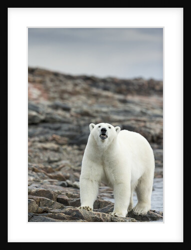Polar Bear on Harbour Islands, Hudson Bay, Nunavut, Canada by Anonymous