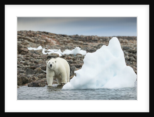 Polar Bear on Harbour Islands, Hudson Bay, Nunavut, Canada by Anonymous