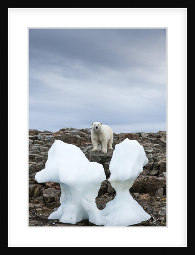 Polar Bear on Harbour Islands, Hudson Bay, Nunavut, Canada by Anonymous