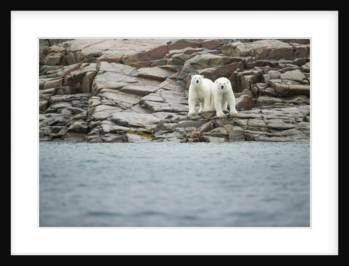 Polar Bears on Harbour Islands, Hudson Bay, Nunavut, Canada by Anonymous