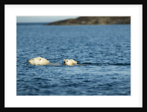 Polar Bear Cubs Swimming, Hudson Bay, Nunavut, Canada by Anonymous