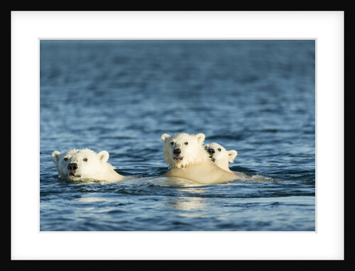 Polar Bear Cubs Swimming, Hudson Bay, Nunavut, Canada by Anonymous